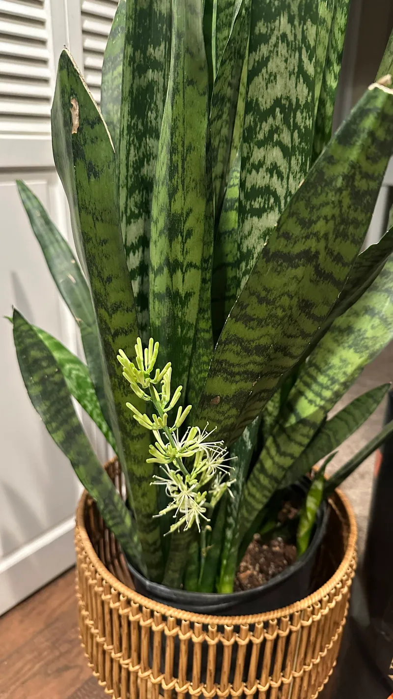 Snake plant in the office